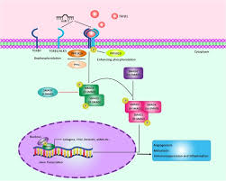 Image result for mir