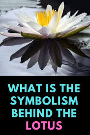 Lotus Flower In Buddhism Symbol Of Enlightenment In 2020 Lotus Flower Meaning Lotus Flower Quote Lotus Plant