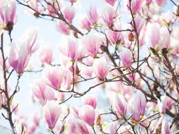 Magnolia is a large, ancient genus with fossilised specimens. How To Grow Magnolia Trees Saga