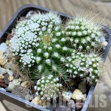 Image result for Tylosema fassoglensis