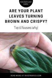 Are Your Plant Leaves Turning Brown And Crispy Plant Leaves Turning Brown Plant Leaves Monstera Plant