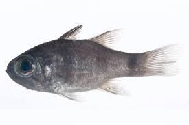 Image result for Neoschumannia cardinea