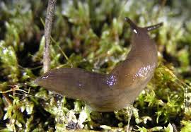 May 29, 2020 · most species feed on dead or decomposing plant matter such as fallen leaves and return it, once digested, to the soil which increases the organic content of the soil, so some slugs in the garden may actually be beneficial. Controlling Slugs In Your Garden
