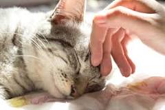 Le ronronnement des chats : effets et bénéfices | Magazine ...