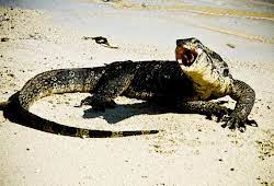 Arti mimpi biawak masuk rumah detiklife. Angka Mimpi Biawak Versi Erek Erek 2d 3d 4d Buku Mimpi