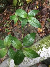 Image result for Oldenlandia cana