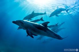 Experience the beauty of swimming with wild dolphins and seals, just 90 minutes south of melbourne. 3 Hour Dolphin And Seal Swim Moonraker Dolphin Swims Reservations