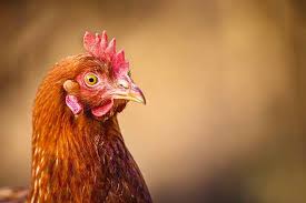 I noticed yesterday that my chickens are sneezing? How To Recognise And Treat Respiratory Problems In Chickens