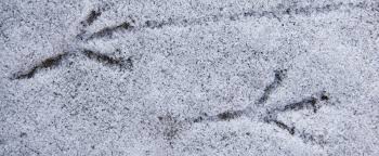 Rätsel tierspuren im schnee : Tierspuren Beim Wandern Im Winter Entdecken Und Bestimmen