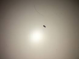 Motten in den kleidern, silberfischchen in der küche, wanzen im bett. Ungeziefer Im Schlafzimmer Bitte Helfen Kafer Schadlinge