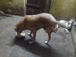 This puppy need surgery on his... - Animals Care Trust. | Facebook