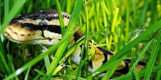 The latest music videos, short movies, tv shows, funny and extreme videos. Temukan Hewan Ini Kamu Dijamin Langsung Jadi Miliarder Dream Co Id