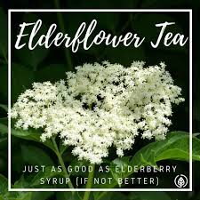 We did not find results for: Benefits Of Elderflower Tea Vs Elderberry All Natural Ideas