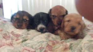 Maybe you would like to learn more about one of these? Dachshund Puppies For Sale In Buckeye Arizona Classified Americanlisted Com
