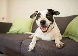 Can Dogs Have Down Syndrome Down Syndrome In Dogs Down Syndrome Dogs Petmd