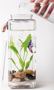 Indoor Water Garden Ideas Enthusiastized Betta Aquarium Betta Indoor Water Garden