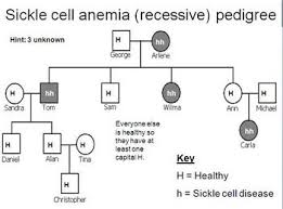 Genetic Pedigree Powerpoint And Cystic Fibrosis Worksheet