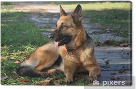 We would like to show you a description here but the site won't allow us. Pastore Tedesco Canvas Print Pixers We Live To Change