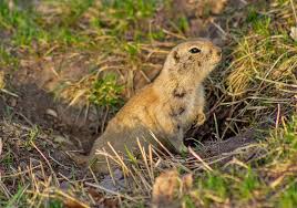 They either eat it directly or get. How To Get Rid Of Gophers X Pest
