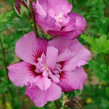 Image result for Hibiscus schinzii