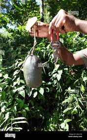 Image result for isolona