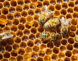.buying bees, starting a beehive with packaged bees, bees for sale, starting a beehive australia, how to get a beehive minecraft, beekeeping 101, how to start a bee farm. Beekeeping 101 Diy Beekeeping Supplies Plans And Ideas