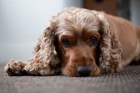 We did not find results for: Cocker Spaniel Dog Breed Information