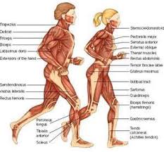 Full Body Muscle Anatomy Chart Body Muscle Anatomy Body