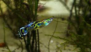 This article provides a 'must know' checklist and well, there are plenty of fish that can live with bettas peacefully and this guide will hopefully give you. Hybrid Endler Guppy Guppy Betta Aquarium Freshwater Aquarium Fish
