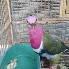 Makanan khas burung punai dapat anda temukan dengan mudah di jalan raya peniti luar mempawah. Punai Walik Ungu Pink Headed Shopee Indonesia