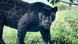 Squad, top scorers, yellow and red cards, goals scoring stats, current form. Extremely Rare Black Leopard Spotted In India Wildlife Park Al Bawaba