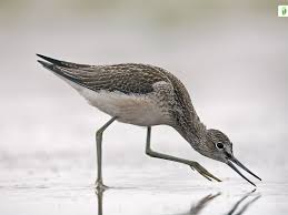 Image result for Trachypogon chevalieri