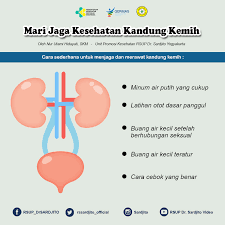 Ginjal merupakan sepasang organ yang berbentuk seperti kacang, berwarna merah tua. Rsup Dr Sardjito Mari Jaga Kesehatan Kandung Kemih