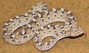 Pin On Snakes And Vipers