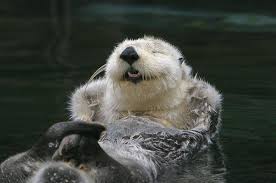 Happy Otter Otters Otters Cute Sea Otter