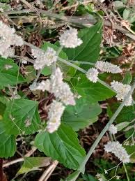 Image result for Aerva leucura