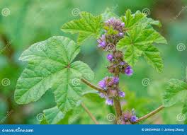 Image result for Malva verticillata