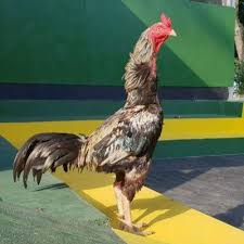 Maybe you would like to learn more about one of these? Sasana Ngapak Purwokerto Farm