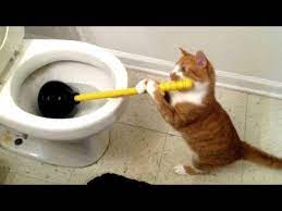 New Video By Tiger Productions On Youtube Funny Animal Videos Funny Cats And Dogs Funny Cat Compilation