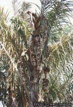 Image result for Raphia farinifera