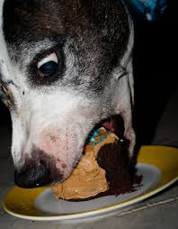My dog ate a little bit of chocolate. Dog Ate Chocolate 5 Critical Steps To Take And My Personal Experience Pethelpful