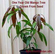 Here's a video reviewing:plant mango treegrafting mango treeplant mango from seedplant mango tree from seedplant mango seed videoplant mango tree taman inspirasi shares a video on how to cultivate mango in pots, to fruitful fruit. How To Grow Mango Tree From Seed Faster