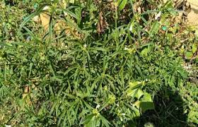 Image result for Leucas deflexa