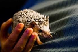 How To Bathe A Hedgehog The Correct Method