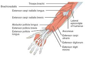 Anterior superior muscles of the forearm labelled diagram . File 1120 Muscles That Move The Forearm Antebrach Sup Ext Sin Png Wikimedia Commons