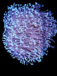 Image result for Stolzia williamsonii