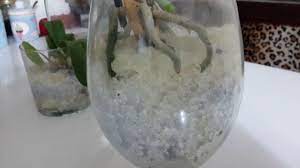 orchid panosundaki pin