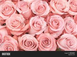 Celebrate the season of rebirth, decorate for a springtime garden party, or even brighten up winter gloom with the gift of spring flowers. Background Pink Orange Image Photo Free Trial Bigstock