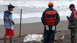 Pantai cemara sewu ini letaknya tak jauh dengan pantai parangkusumo dan hanya berjarak beberapa puluh meter saja dari gumuk pasir. Dua Mayat Tanpa Identitas Ditemukan Di Pantai Cemoro Sewu Bantul Tribun Jogja