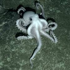 Image result for one of a kind animals